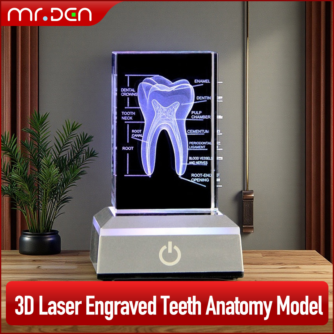 Dental 3D Laser Engraved Human - Paper Weight Crystal 评论和价格