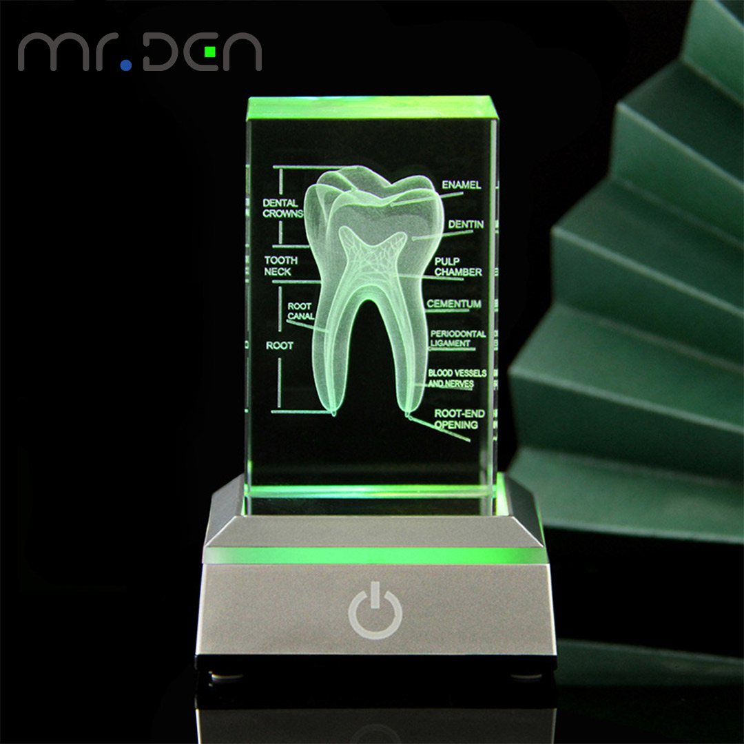 Dental 3D Laser Engraved Human - Paper Weight Crystal 评论和价格