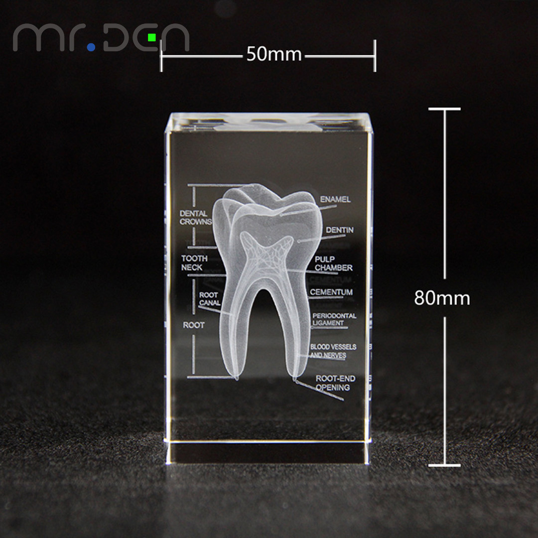 Dental 3D Laser Engraved Human - Paper Weight Crystal 评论和价格