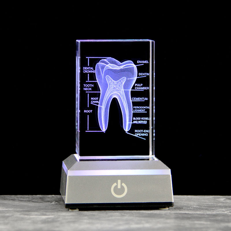 Dental 3D Laser Engraved Human - Paper Weight Crystal 评论和价格